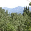 baldy304