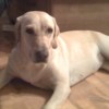 birddog010