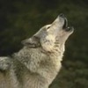 badfwolf1619