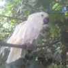 merlin mike