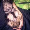 3cho_lynn