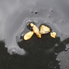 AuSpotMiner