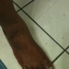 FoxieRoxie12