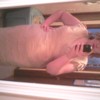 samspanky99