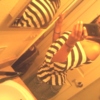 LightTee