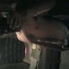 Teaseme!81