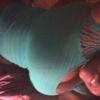 Tanonie